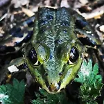 Gezellige Met Houtkachel, Sauna En Zonnige Tuin