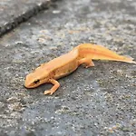 Gezellige Met Houtkachel, Sauna En Zonnige Tuin Doische