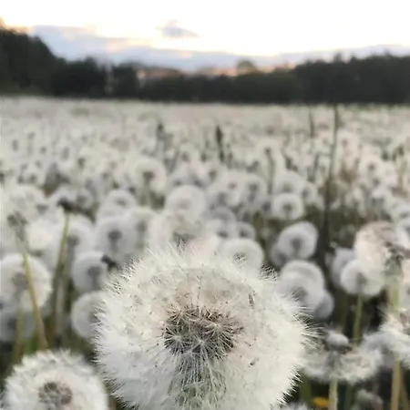 Дом отдыха Gezellige Met Open Haard En Zonnige Tuin. Doische
