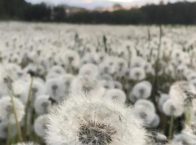 Prázdninový dům Gezellige Met Houtkachel, Sauna En Zonnige Tuin Doische