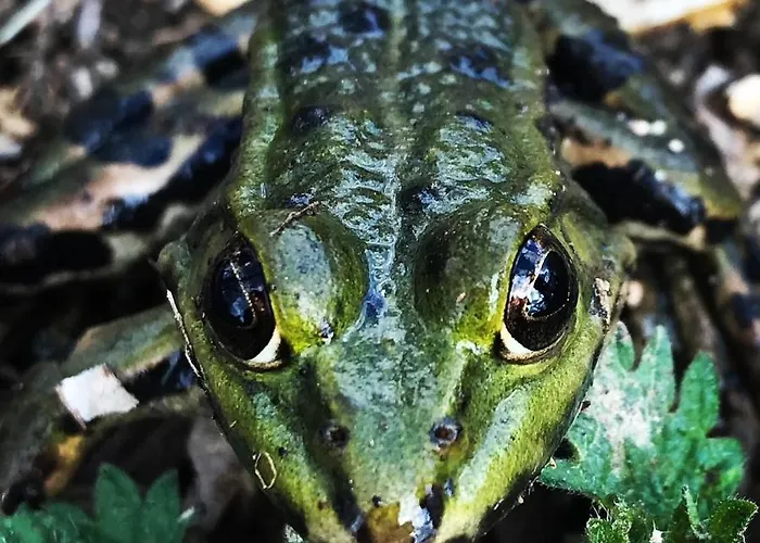 Gezellige Villa Met Houtkachel, Sauna En Zonnige Tuin