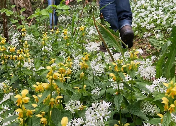 Prázdninový dům Gezellige Met Houtkachel, Sauna En Zonnige Tuin