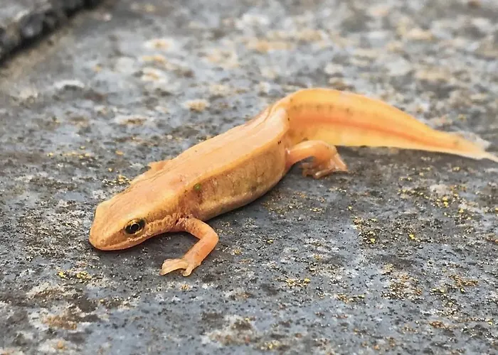 Gezellige Met Houtkachel, Sauna En Zonnige Tuin Doische